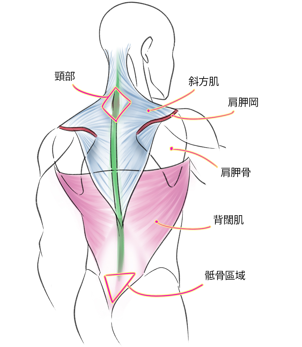 绘画新手如何快速画出人体肌肉？人体肌肉绘画指南