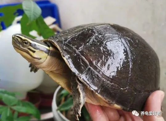 聚维酮碘在养龟过程中究竟起到什么作用？