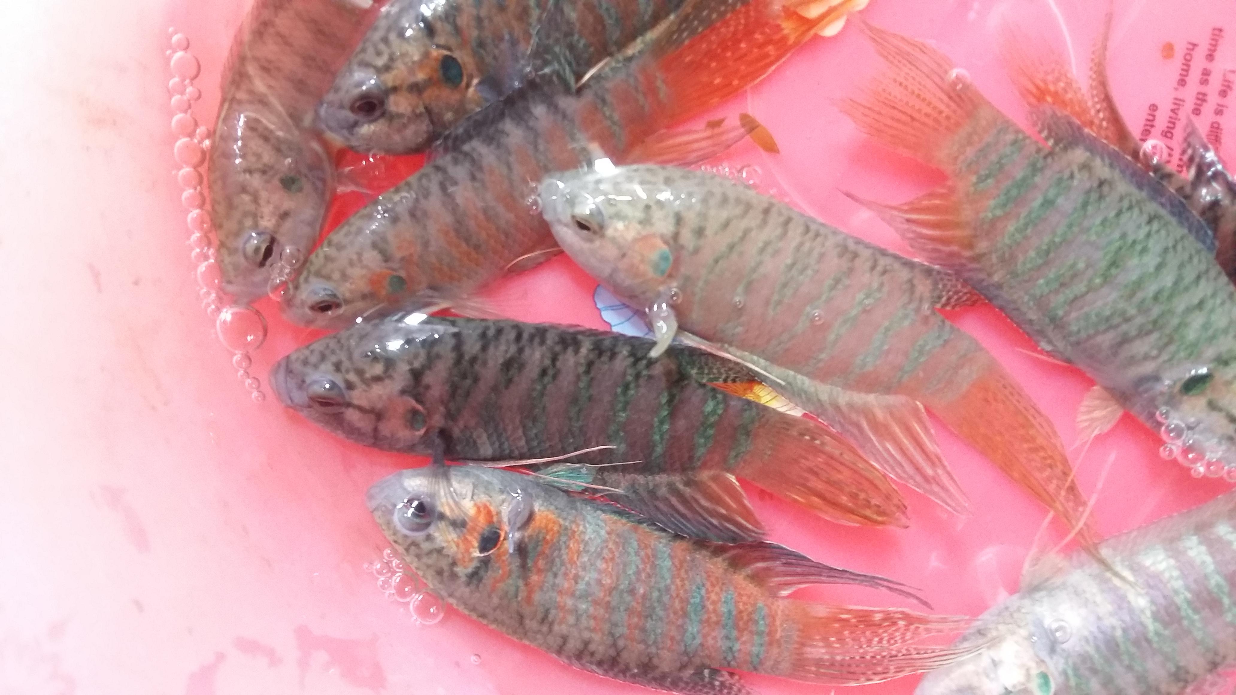 中国斗鱼的养育_观赏鱼类_西南渔业网 水花鱼 水产养殖专业网 渔业