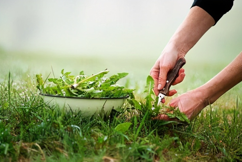 3月“科学”流言榜：三北防护林开口子吹来沙尘暴？麻醉药七氟烷一捂就晕？