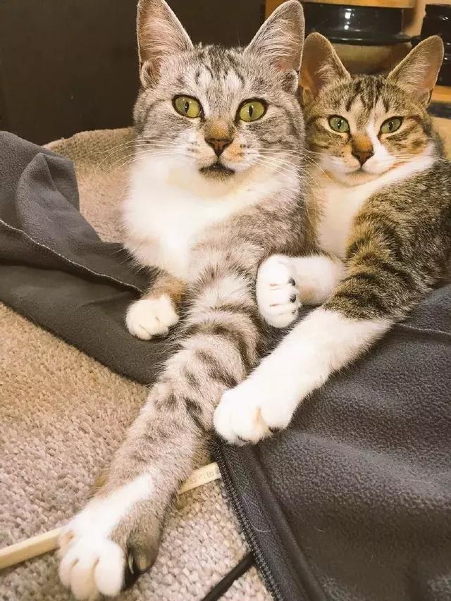 These pictures tell you how much fun it is to have two cats iNEWS