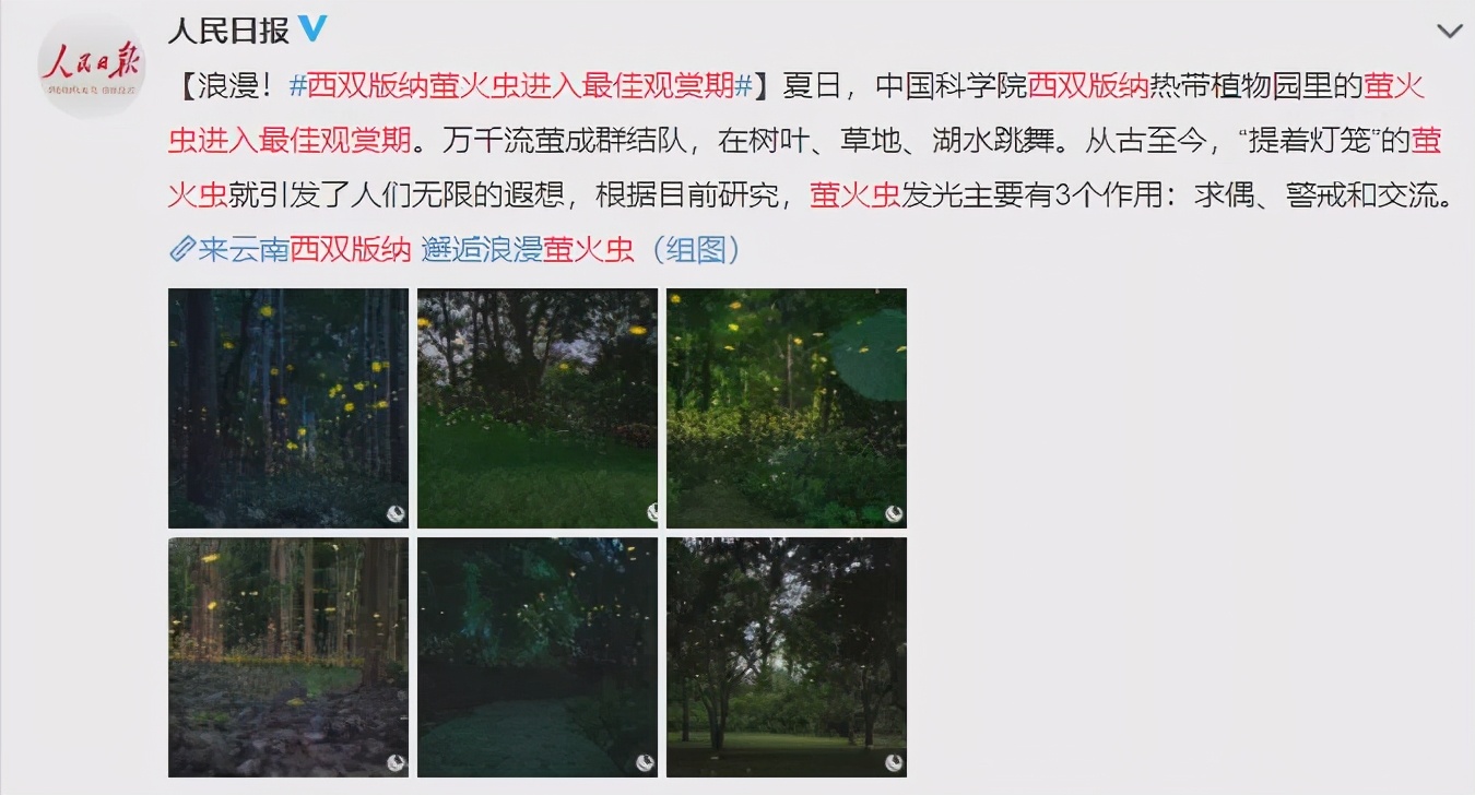 螢火蟲進入最佳觀賞期！萬萬沒想到，它發光竟然是為了求偶…