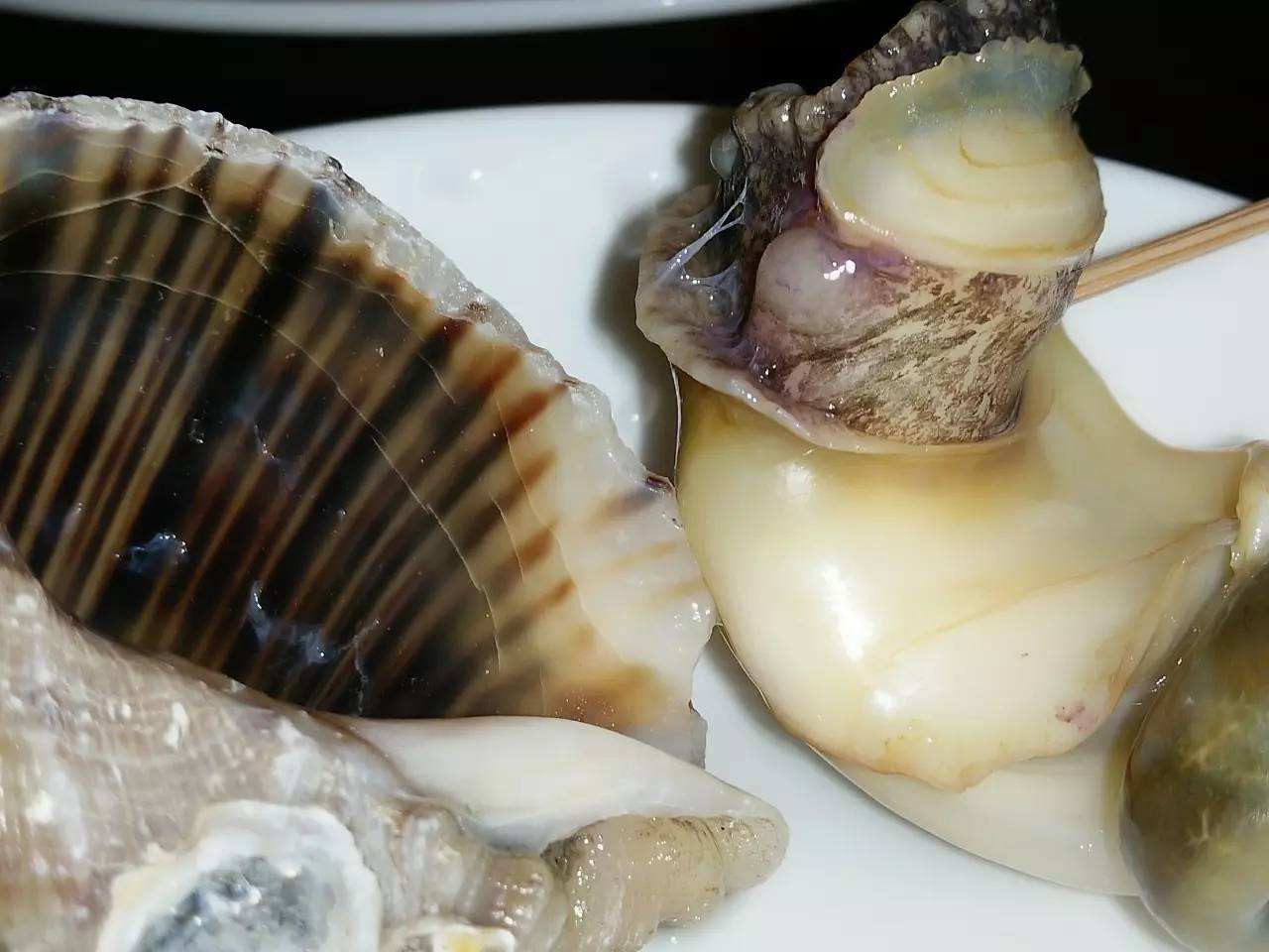 海螺的“尾部”到底是黄还是“屎”？很多人不