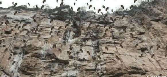 新疆三十万老鼠离奇跳崖，专家纷纷进行猜测，