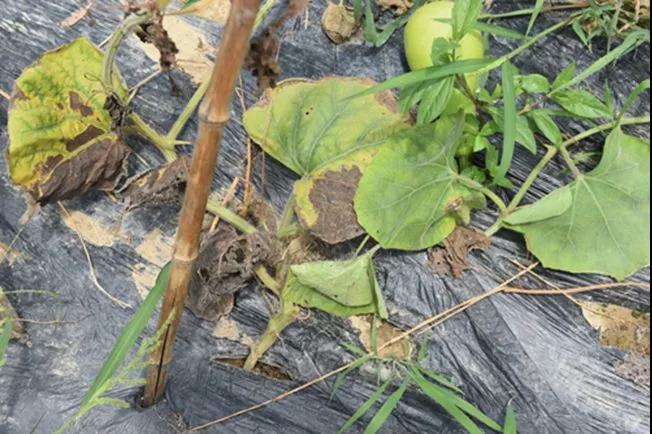 蔬菜生产常见问题及解决办法手册，看到就是赚