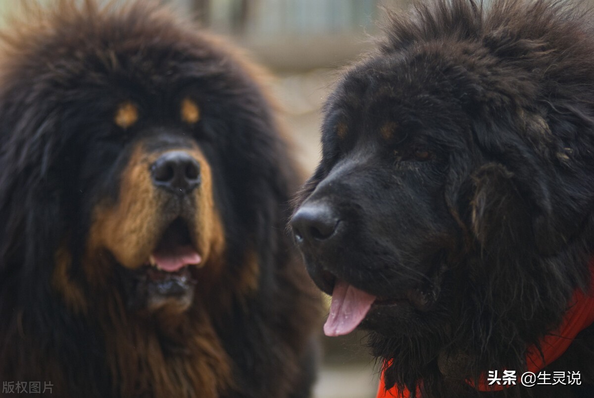 The Tibetan mastiff fights three black bears bravely. In terms of