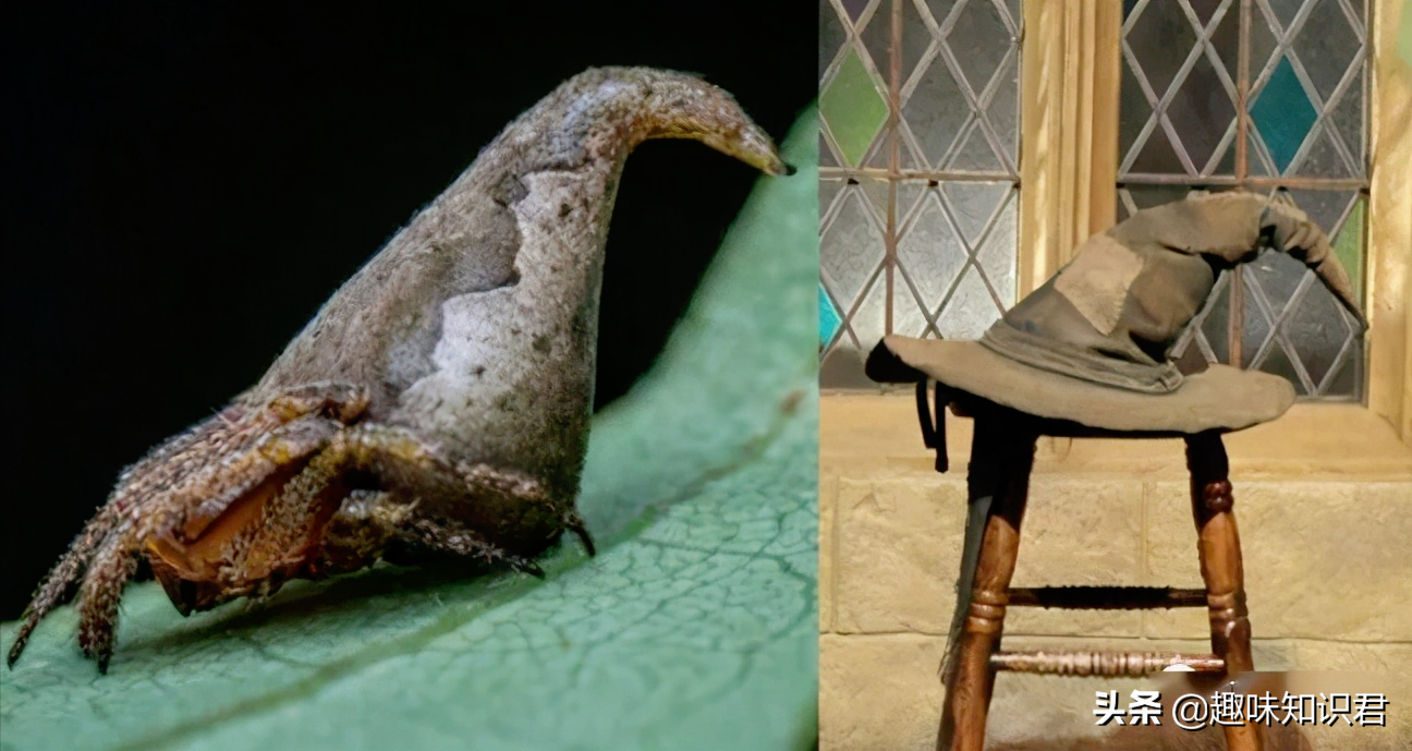 盤點那些有趣的自然小百科，你都知道多少呢？