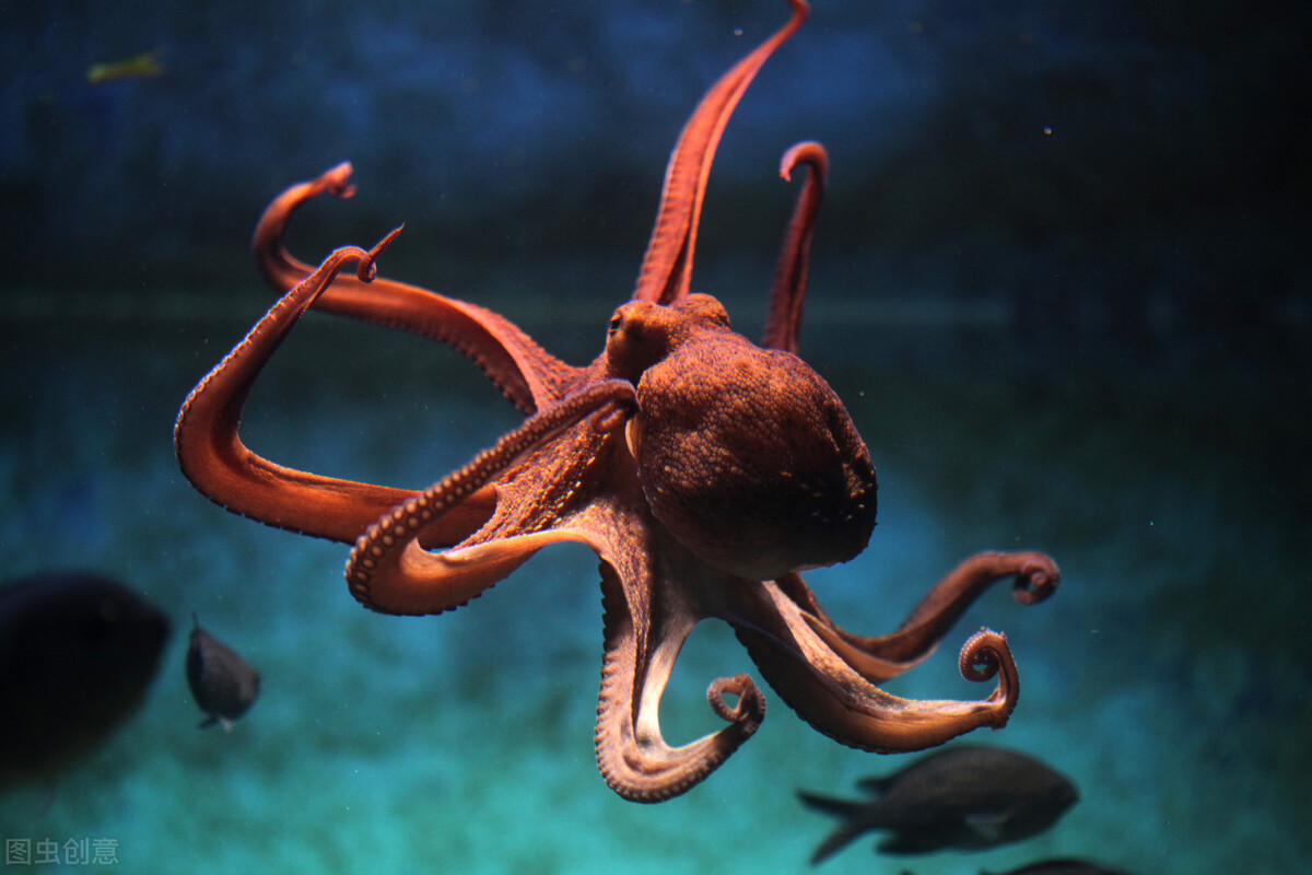 Blue blood, three hearts, nine brains, octopuses are so peculiar, no wonder  some people say that octopuses are not earth creatures - iNEWS