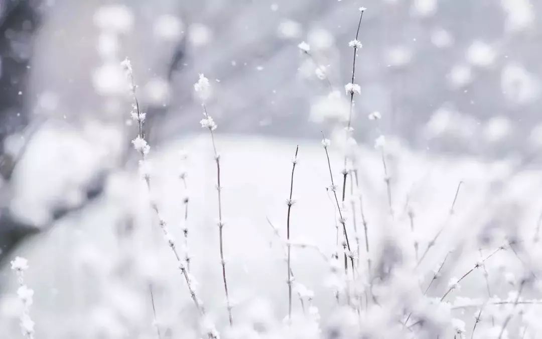 八首诗词，写尽冬日之美-第5张图片-诗句网