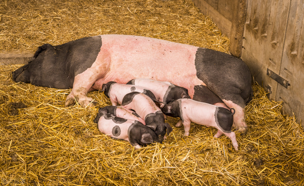 生豬價格高、低差如此之大，養殖行業不穩定，說明了什么？