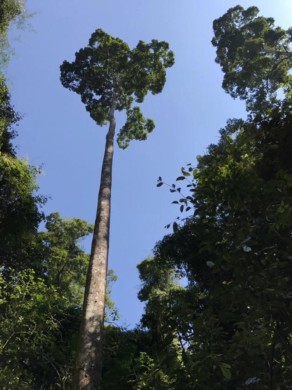 A tree that broke the Guinness Book of World Records is called the ...
