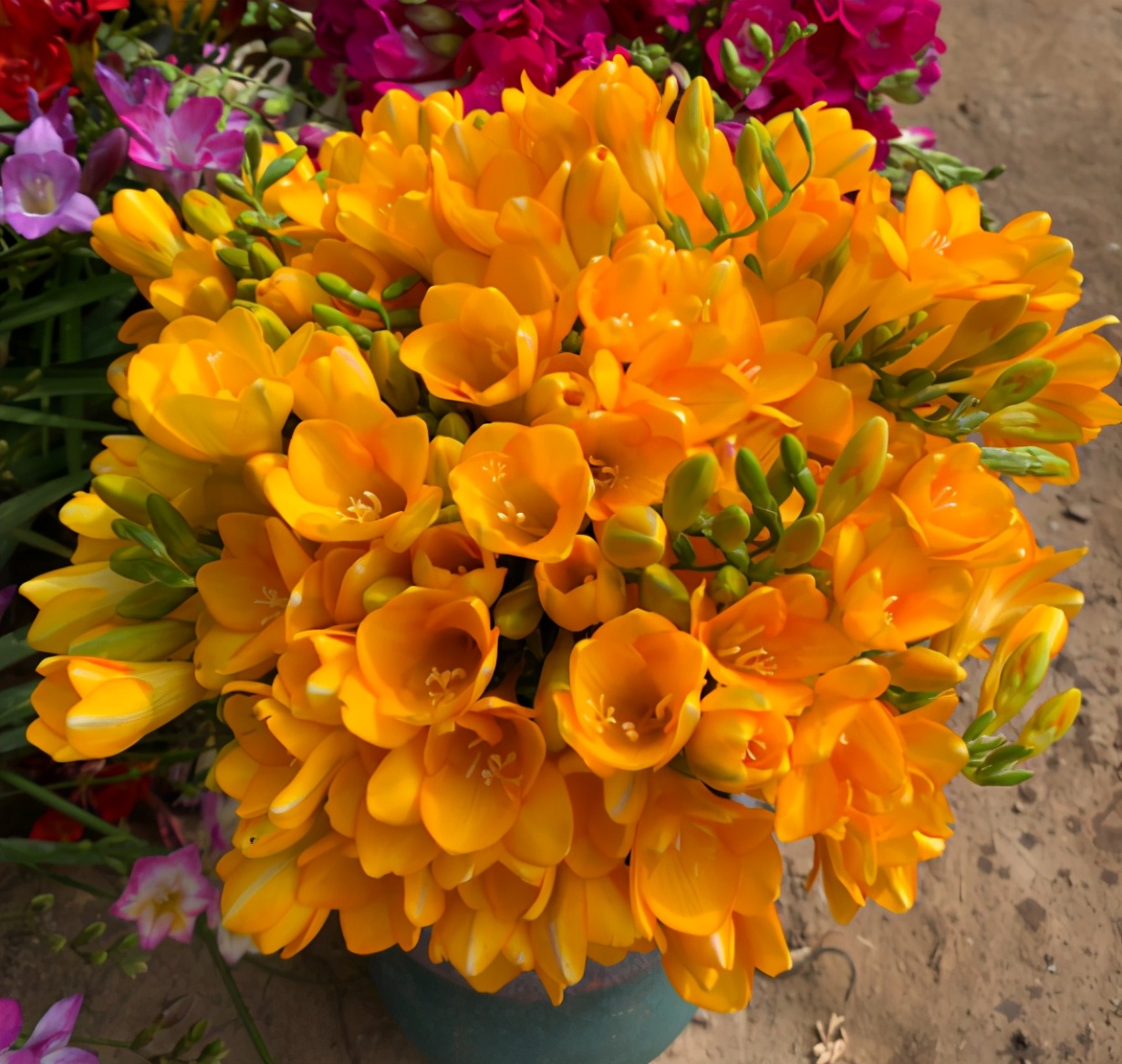 6 kinds of "women's flowers" can eat and smell good iNEWS