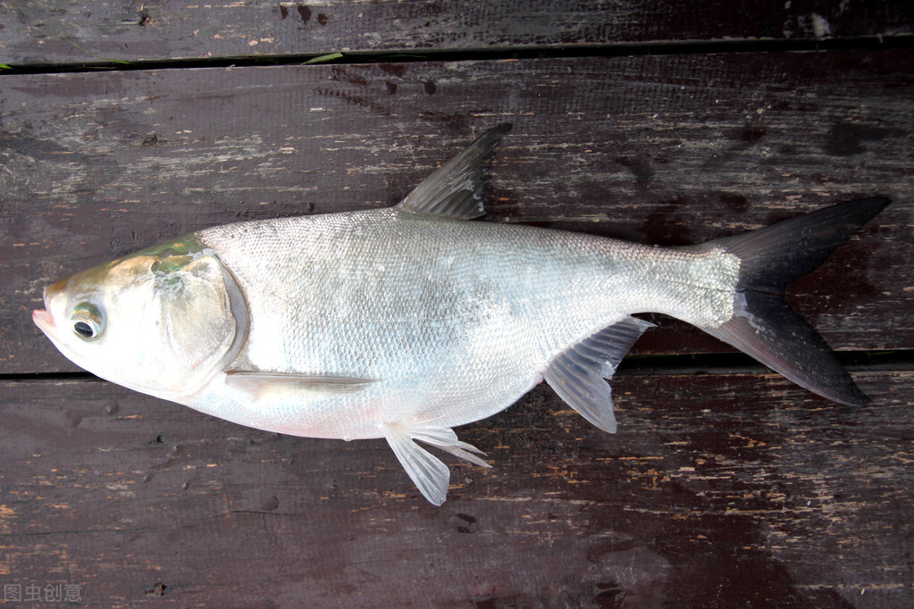 最大的鲢鱼能长多大食用的鲢鱼越大越好吗