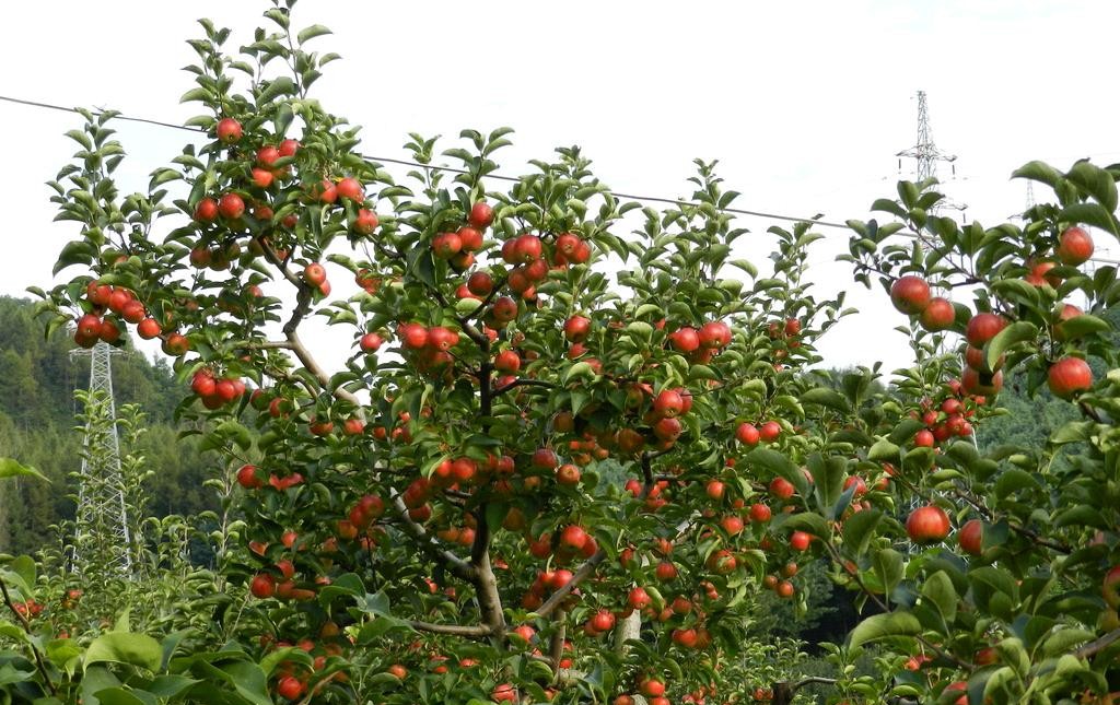 青山绿水是农村，袅袅生烟也是农村。农民：专