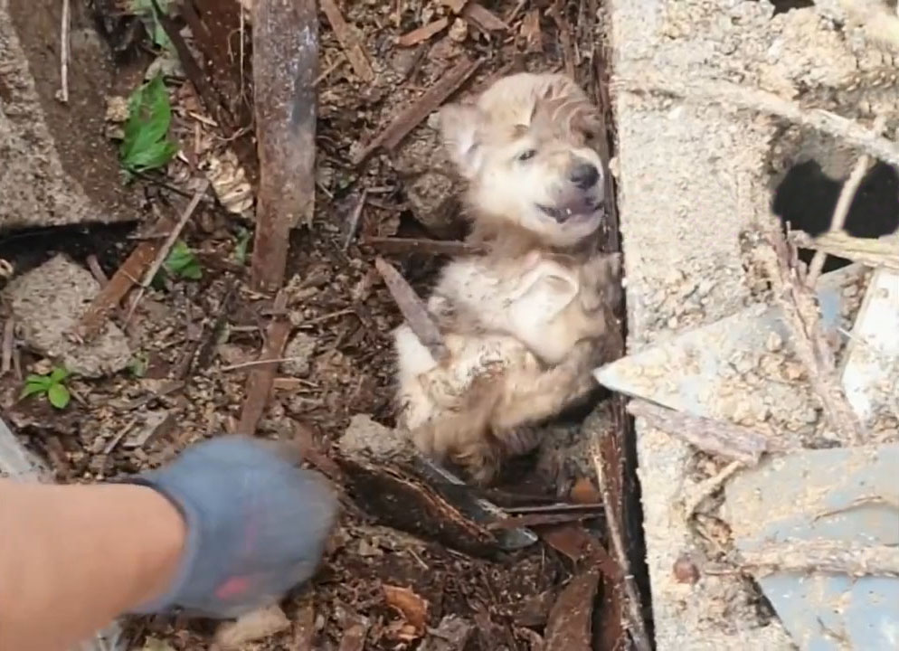 四只幼犬被活埋地下一周，机智狗妈妈的举动，成功拯救自己的孩子