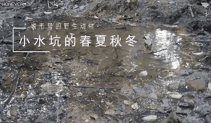 如果在非洲挖个水坑会发生什么？