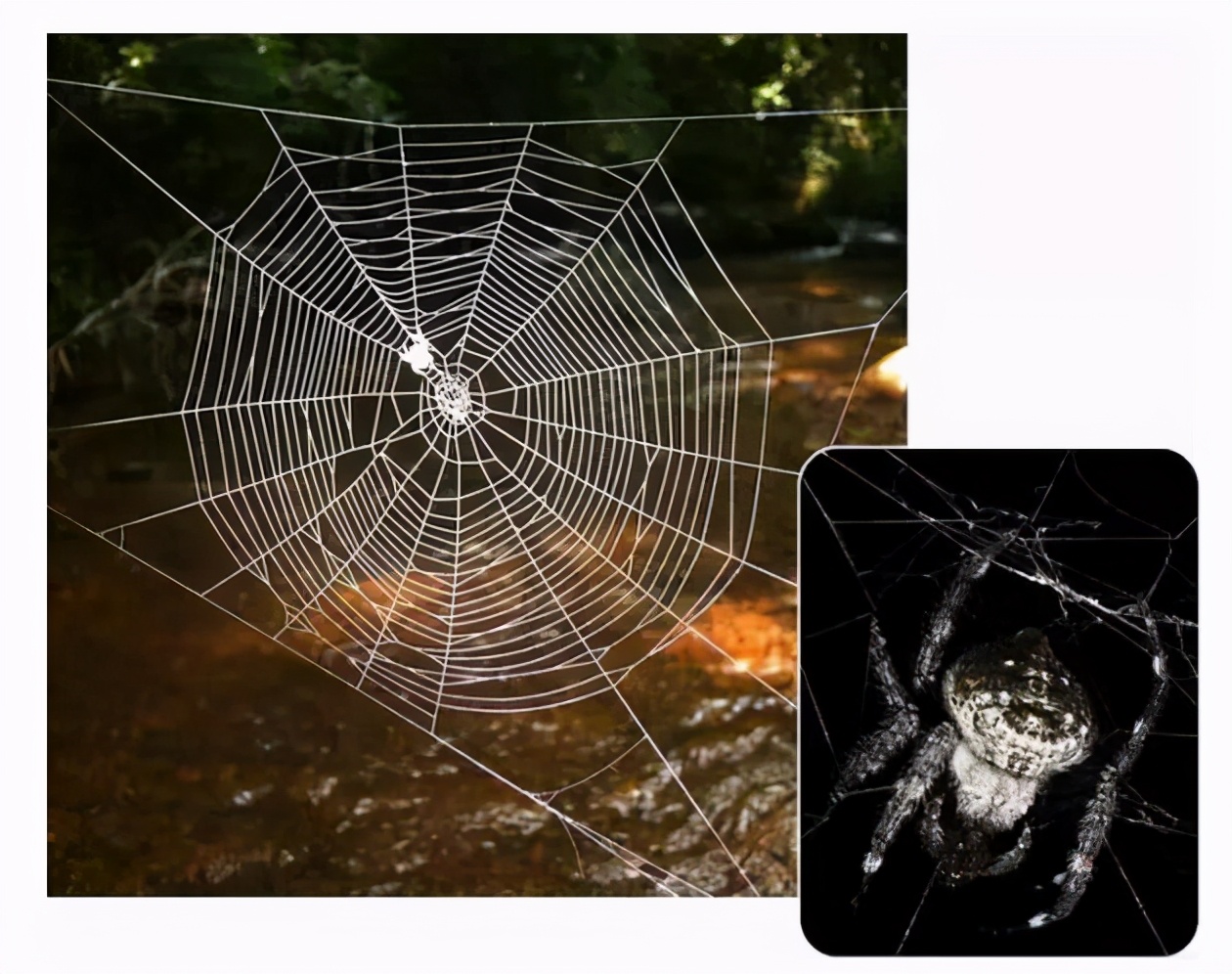 動物界的九大“超級英雄”，蟲恐慎入