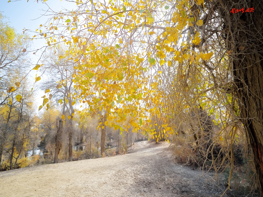 塔里木胡楊林公園——秋季到塔里木看世界上最大最古老的胡楊林