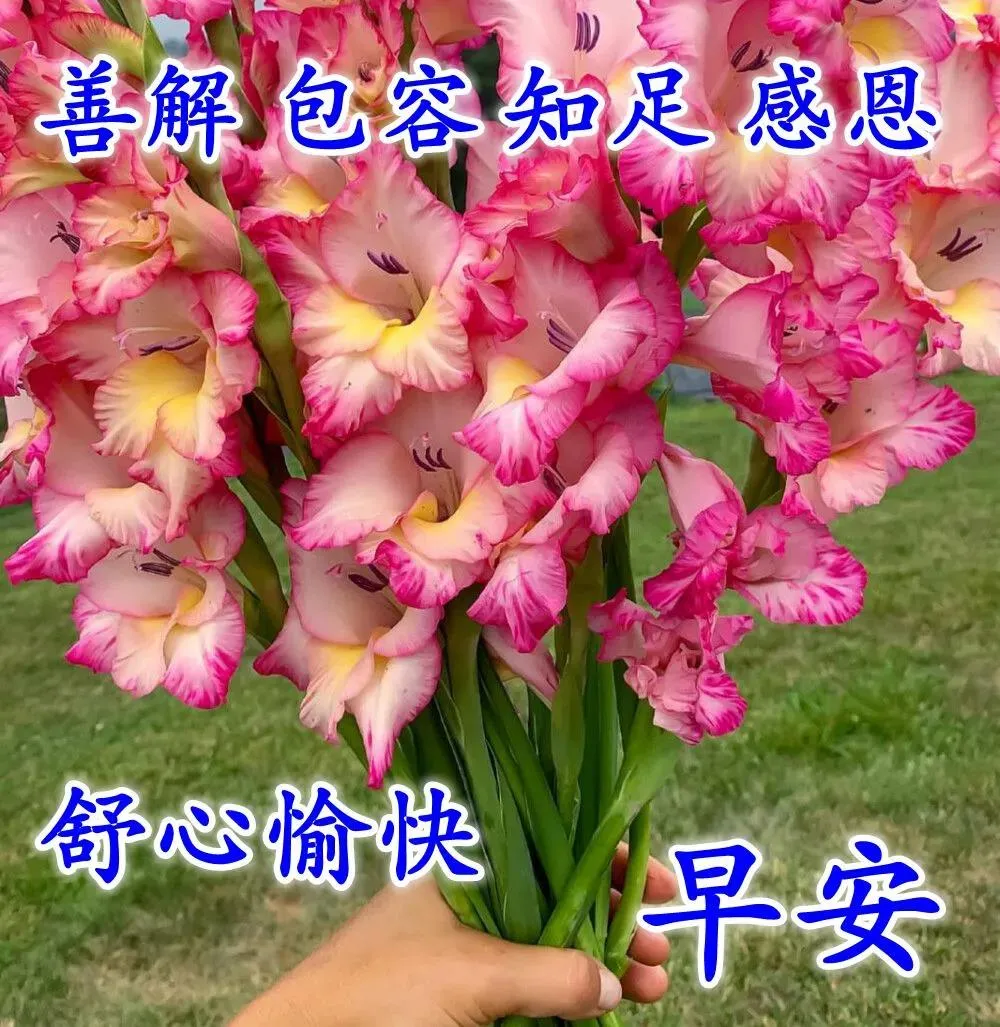 早上好表情动态 祝福语问候语 图片