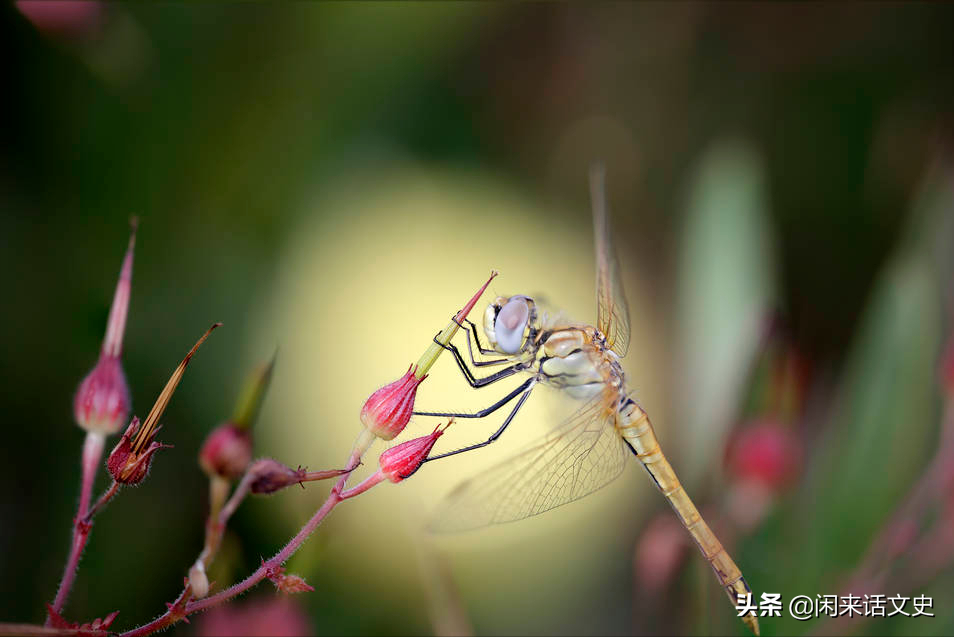 百花开过，草长莺飞，春天渐行渐远，读读写暮春的四首经典唐诗-第1张图片-非凡网
