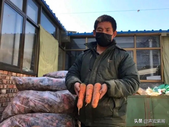 疫情下，100吨滞销胡萝卜被一公司收购捐献武汉疫区，事发赵县