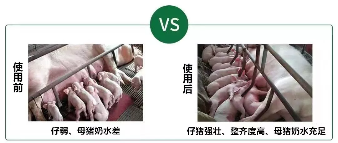 诸博士母畜型--多产仔，奶水好，早发情，产程短