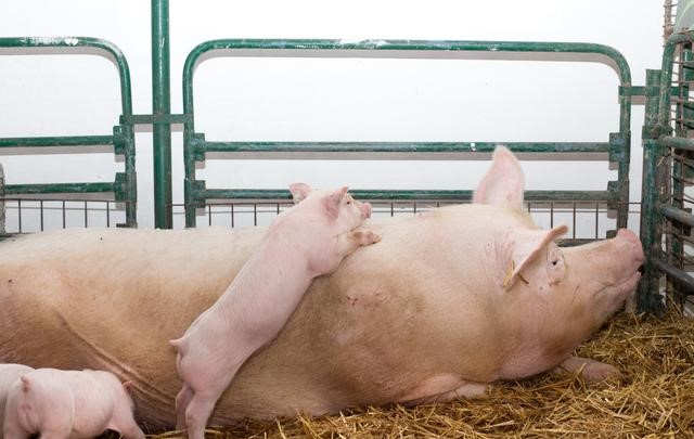 养猪瘦肉多的窍门，饲料及饲养管理