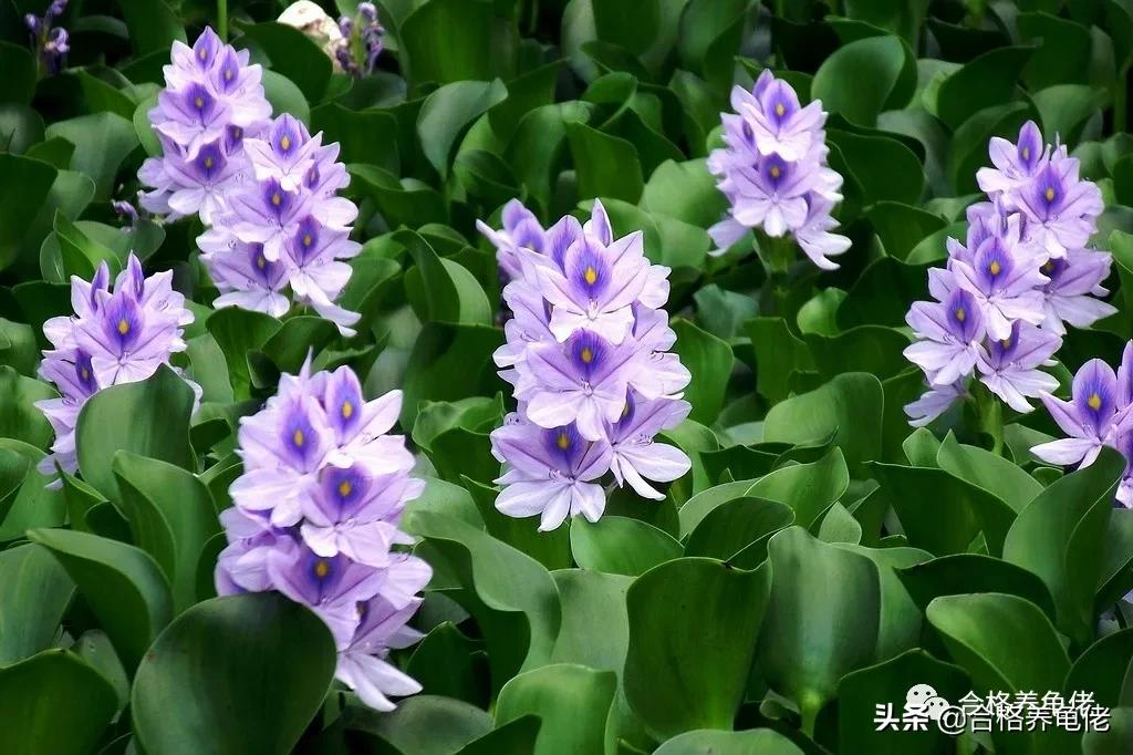 Is it reliable to place water hyacinth in a turtle tank? iMedia