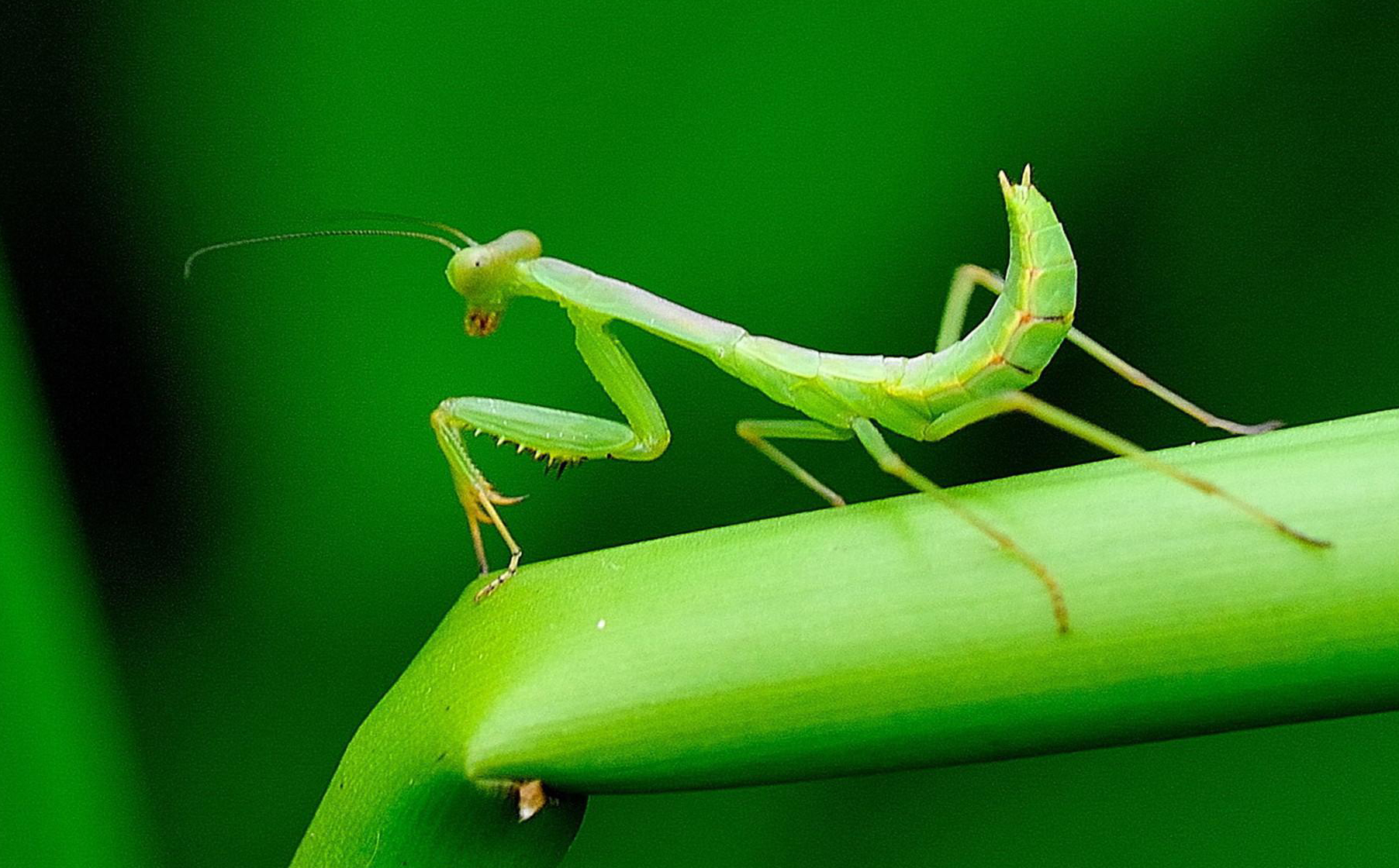 为什么有一些雄性螳螂交配后就被吃掉，它们干嘛不逃跑？