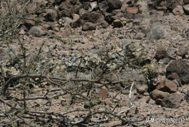 狙击手在沙漠中伪装，找出3个是行家，全部找出