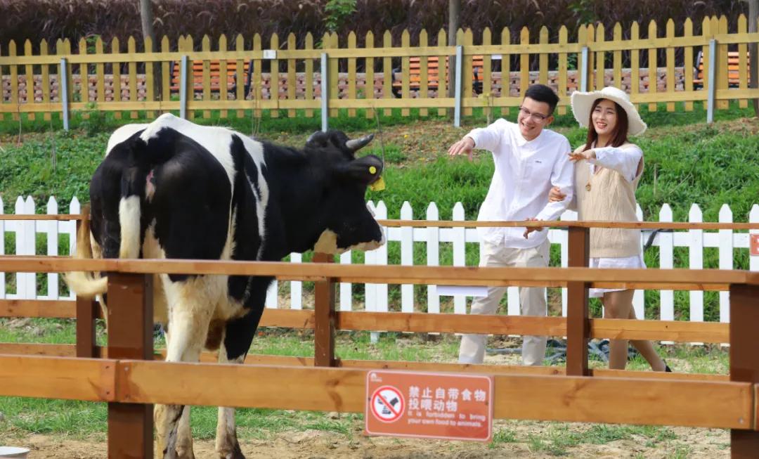 「百花盛会」油菜花开遍地黄！请收下这份来自春天的礼物