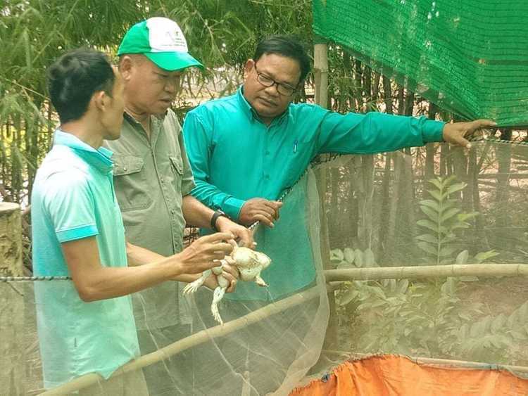 疫情之下，柬埔寨养蛙业何去何从