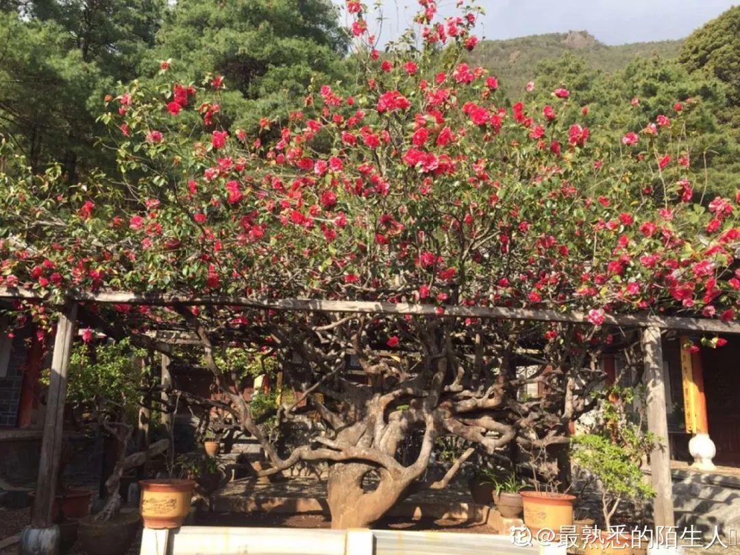 21 kinds of bully flowers, come to you iNEWS