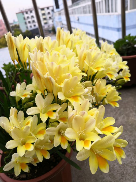 In winter, the "perfume flower" grows in a pot, which is better than