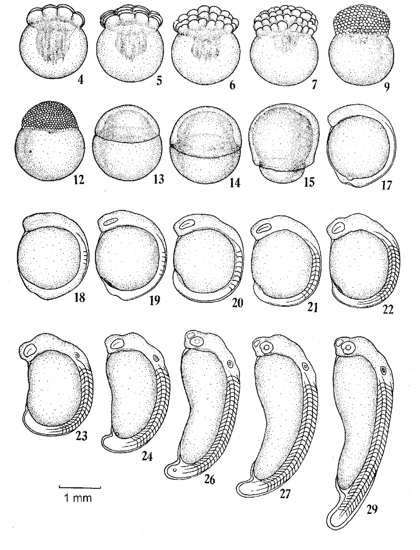 四大家鱼简笔画图片