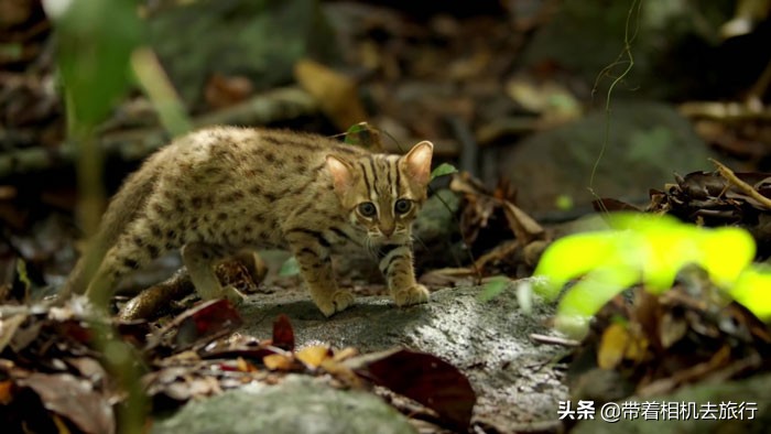 世界上最小的猫(它们是世界上最小的猫，只有30厘米长，如今濒临灭绝)