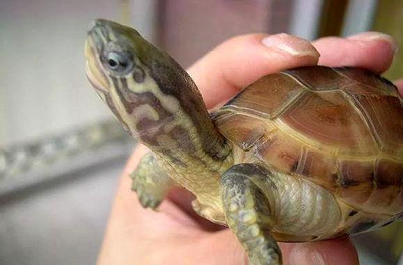 动物世界史上最大巨龟西游记里的神龟都没它大重量堪比4辆小汽车