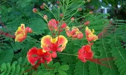 全國(guó)56個(gè)城市的市花，你是否全都了解？