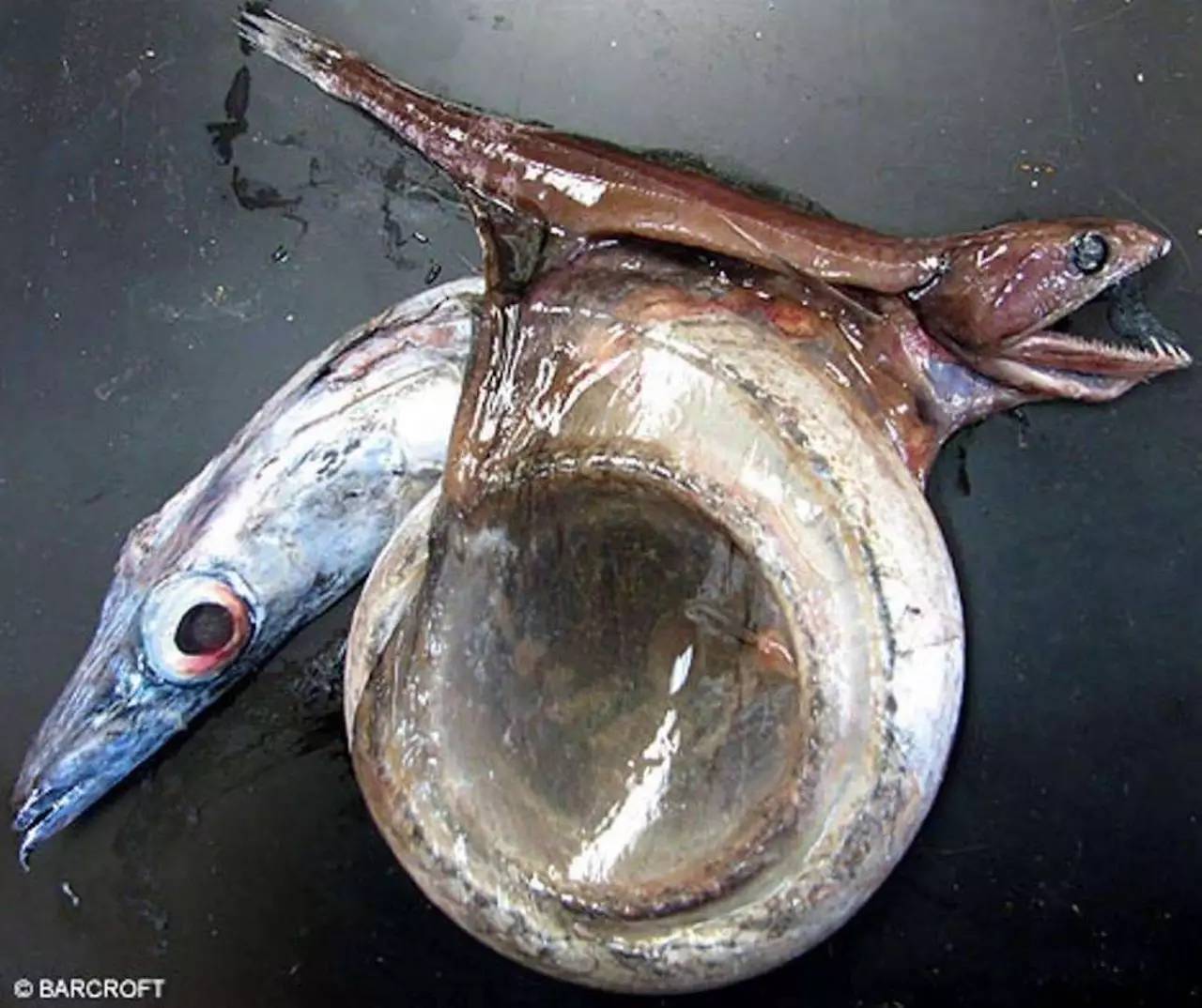 自然界最恐怖的吞食者——黑叉齒魚,能吞下自身體重10倍的獵物 - 資訊咖
