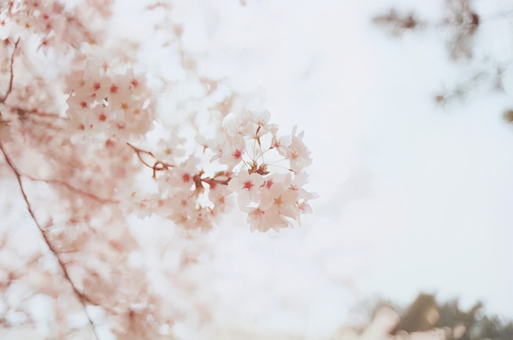 桃花诗词，桃之夭夭，惊艳整个春天-第5张图片-诗句网