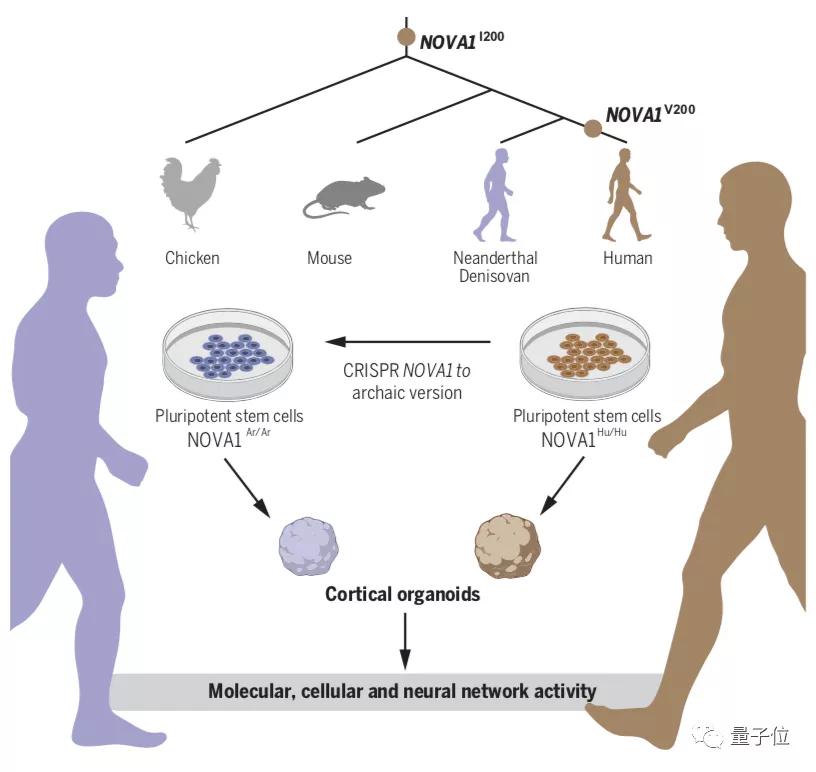 Science：人類在實驗室創(chuàng)建了微型大腦，含祖先基因的那種
