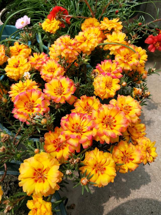 Three kinds of flowers suitable for growing in July, sunfast and love