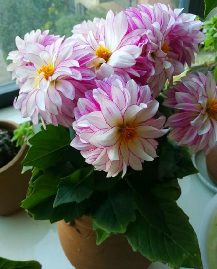 8种 早春花 开花早 花期长 耐寒 抗旱 比绿萝都皮实好养 资讯咖