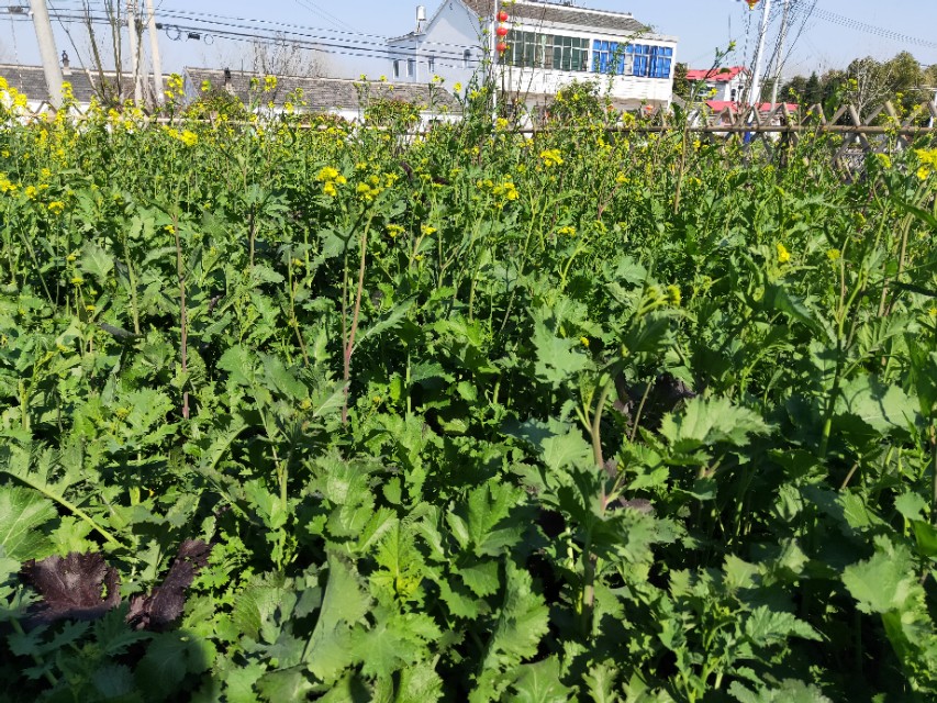 野生芥菜：既可腌制又可榨油，高产优质栽培技