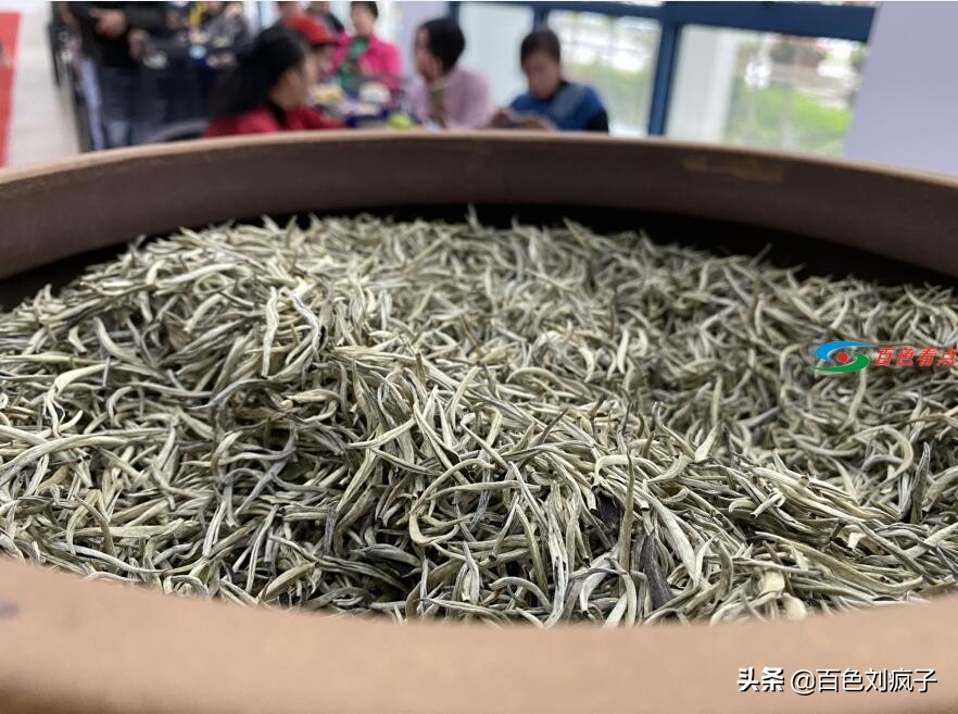 神秘茶叶藏家11.8万元拍走这款广西茶｜春茶开采进行时