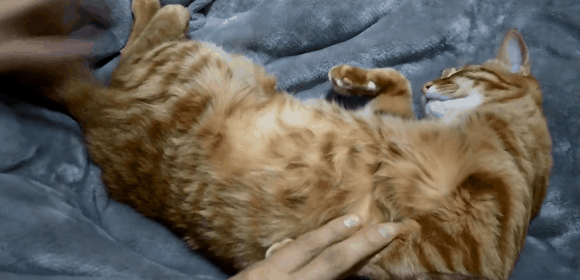 论躺平，我只服橘猫