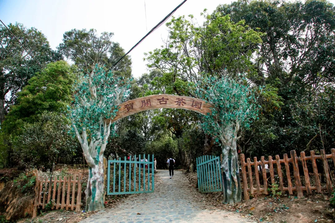 抢占先机 | 六大茶山国内空白市场诚邀代理火热开启