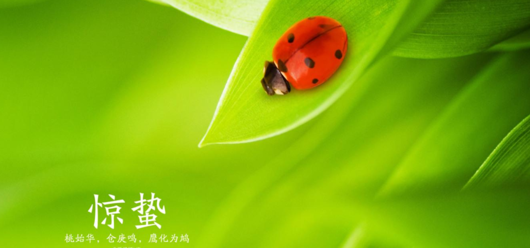 雨催惊蛰候 风作勒花开-第10张图片-非凡网
