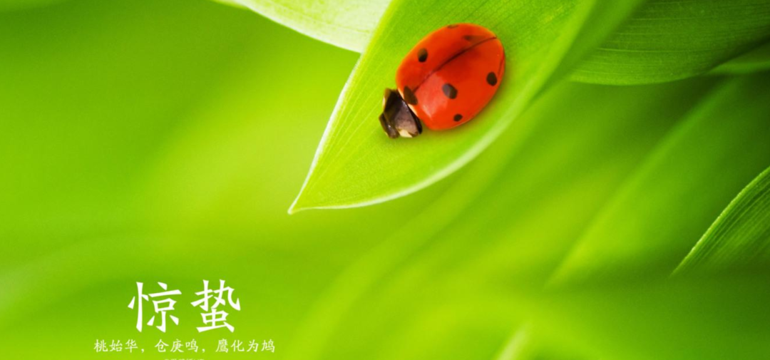 雨催惊蛰候 风作勒花开-第10张图片-诗句网