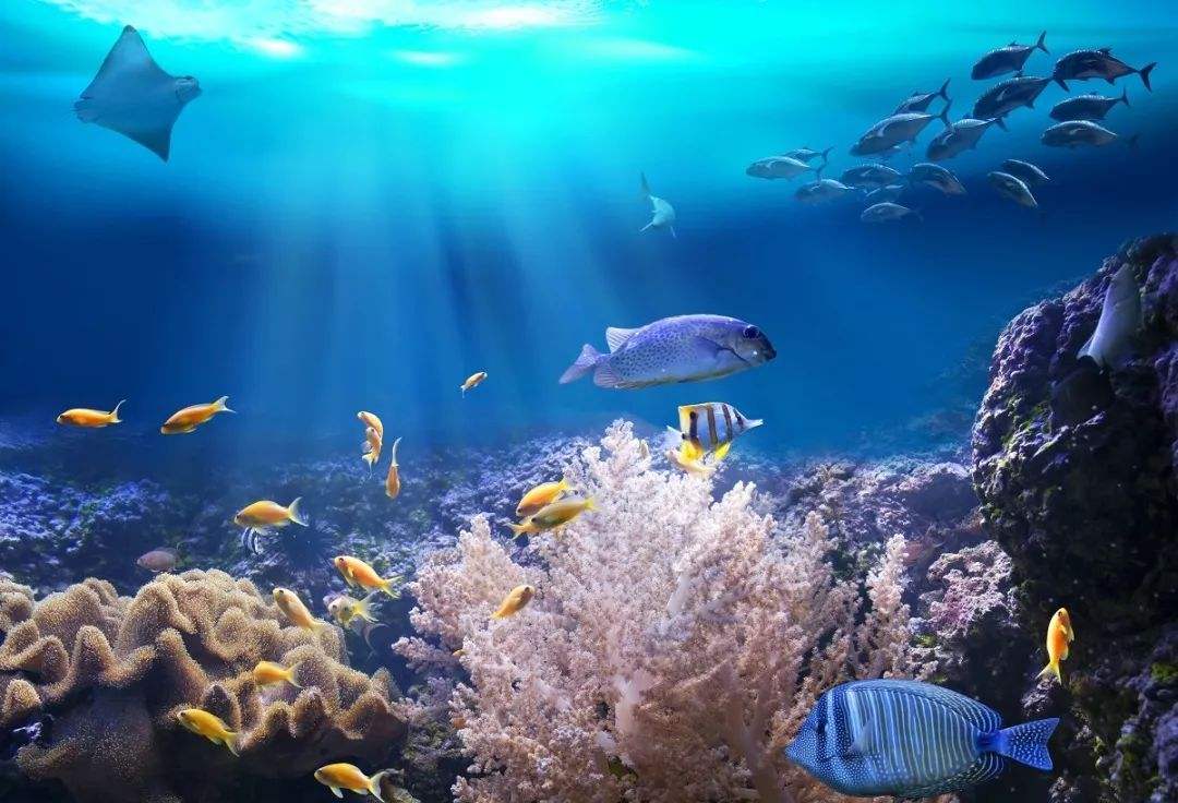 How to deal with the fish exploded during the military exercise? China ...